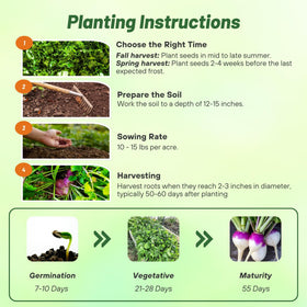 Deep roots of turnips aerating compact soil for better structure.