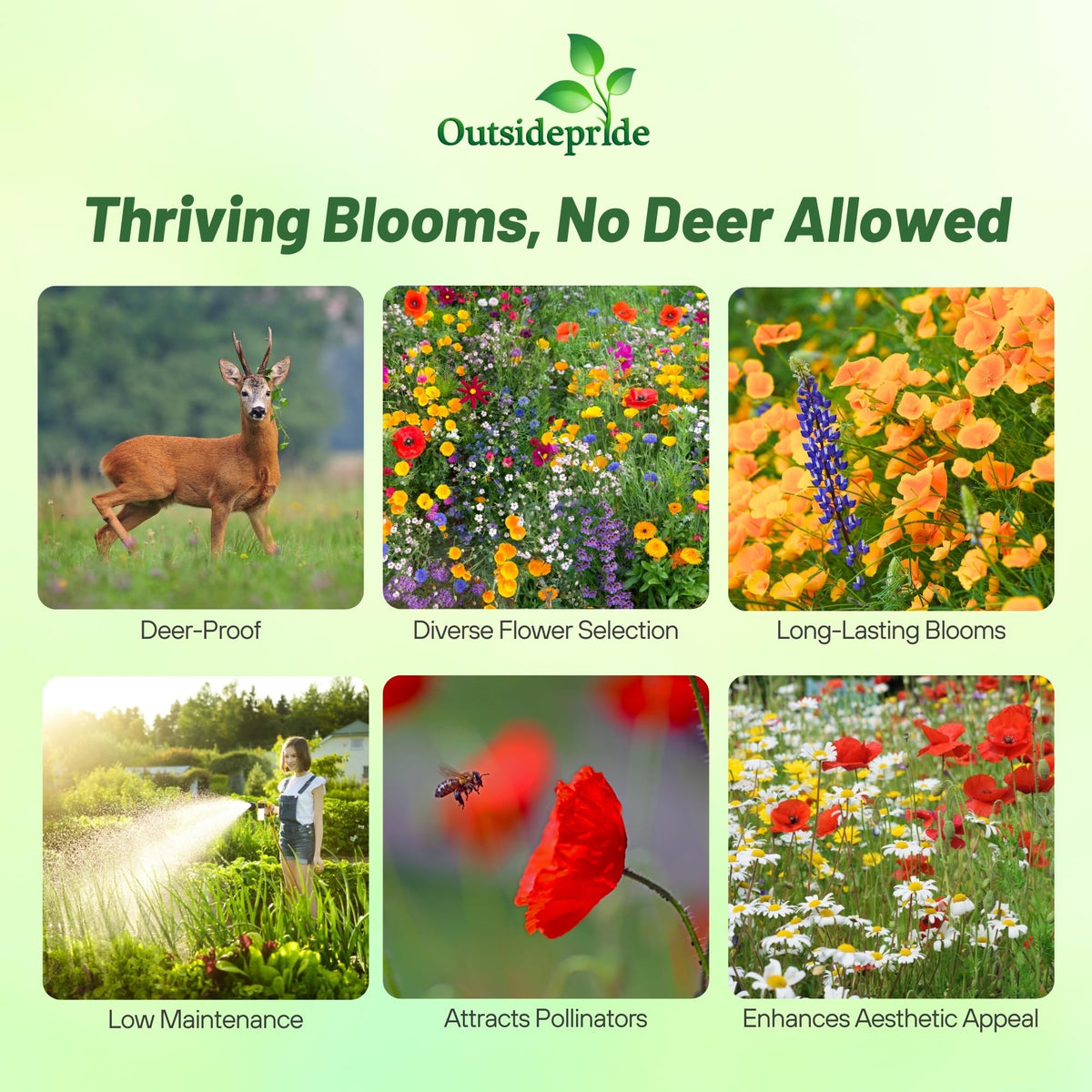 Outsidepride deer-proof mix is drought-tolerant for low-water garden color.