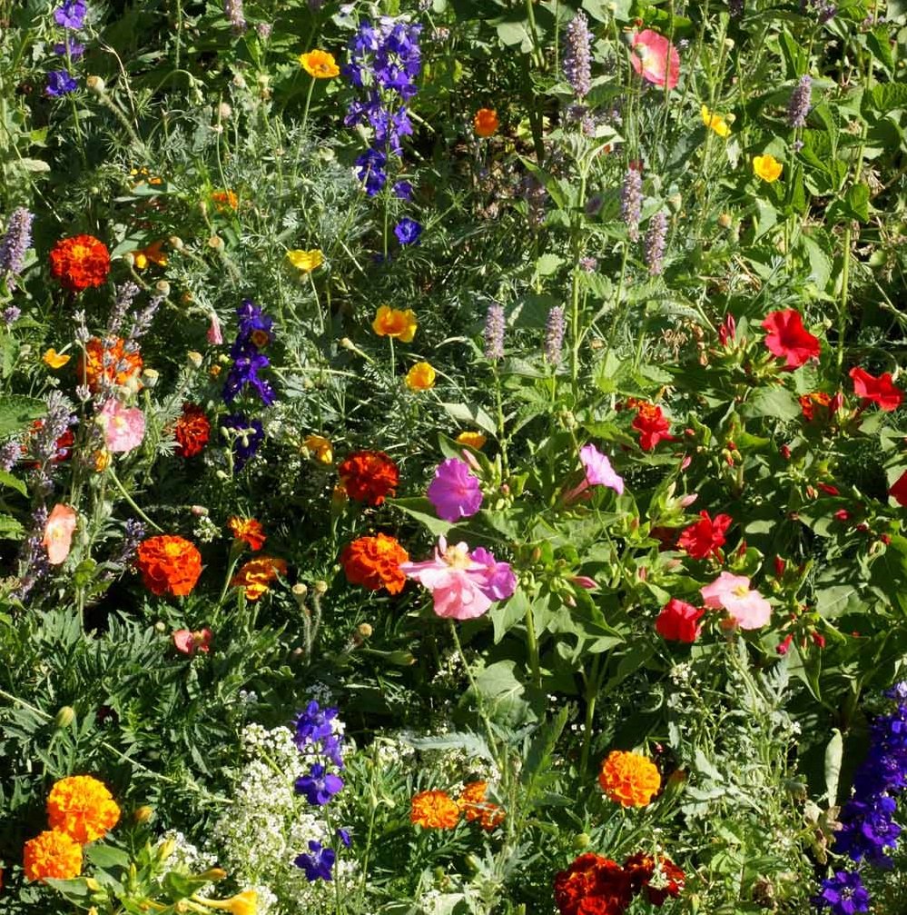 Outsidepride easy-to-grow seeds simplify planting and maintenance for busy gardeners.