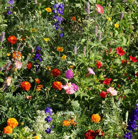 Outsidepride easy-to-grow seeds simplify planting and maintenance for busy gardeners.