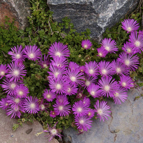 Outsidepride Delosperma Cooperi heat-loving plant near pathways and patios.