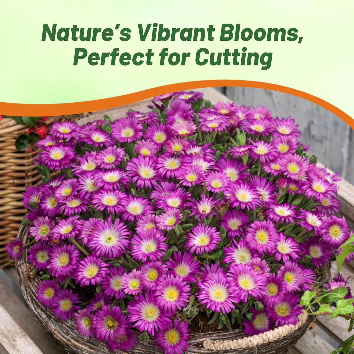 Outsidepride Delosperma Cooperi drought-tolerant ground cover for water-wise landscapes.