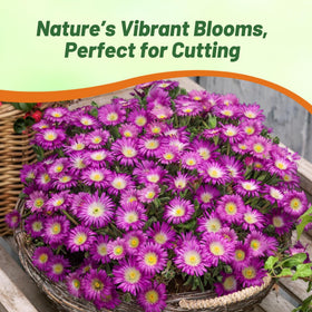 Outsidepride Delosperma Cooperi drought-tolerant ground cover for water-wise landscapes.