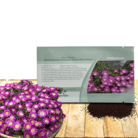 Outsidepride Delosperma Cooperi Ice Plant ground cover with bright pink blooms for slopes.