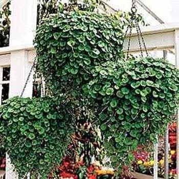 Outsidepride Dichondra Emerald Falls planting in pots highlights easy, low-maintenance lawn alternatives.