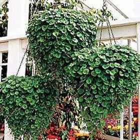 Outsidepride Dichondra Emerald Falls planting in pots highlights easy, low-maintenance lawn alternatives.