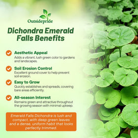 Outsidepride Dichondra Emerald Falls dense foliage forming lush ground cover in a garden bed.