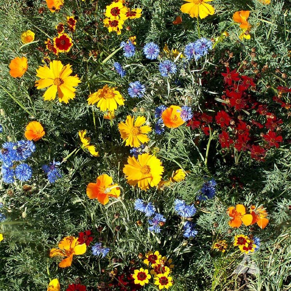 Outsidepride drought-tolerant and deer-proof mix suits low-water landscapes.