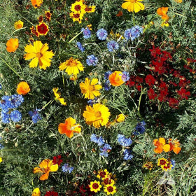 Outsidepride drought-tolerant and deer-proof mix suits low-water landscapes.