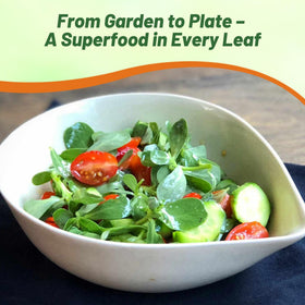 Outsidepride drought-tolerant purslane thrives in heat and sun