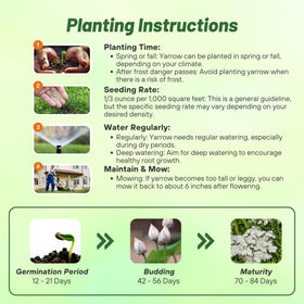 Outsidepride Drought tolerant yarrow with deep roots supports xeriscapes and water efficiency.