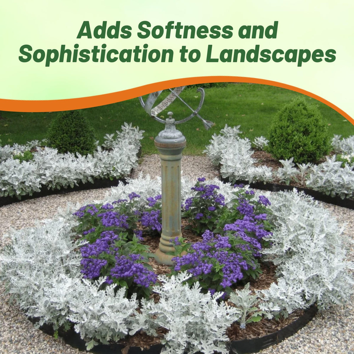 Outsidepride Dusty Miller compact height ideal for borders