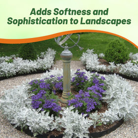 Outsidepride Dusty Miller compact height ideal for borders