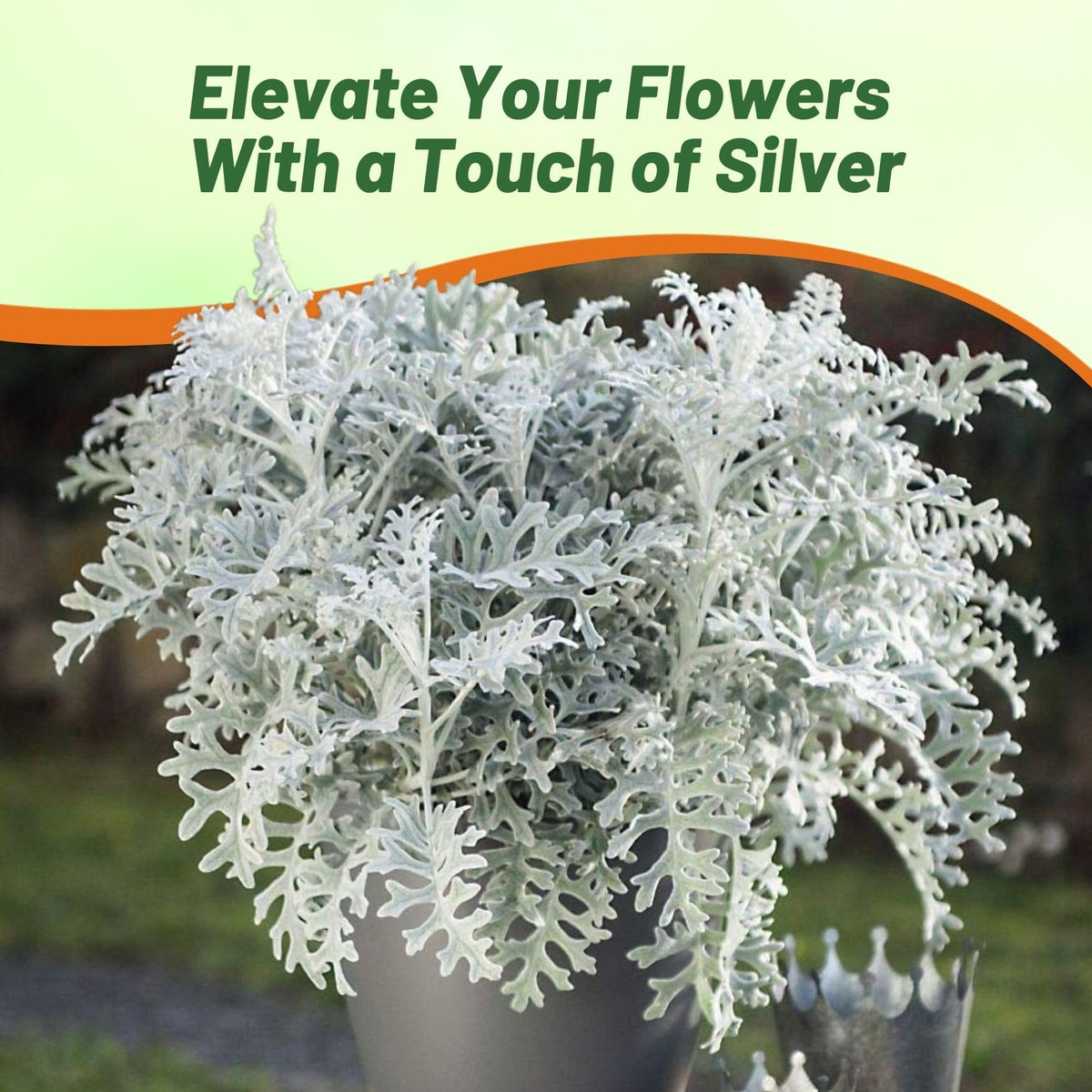 Outsidepride Dusty Miller grows 8-12 inches for low borders