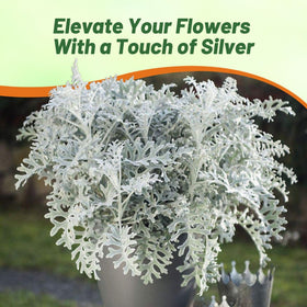 Outsidepride Dusty Miller grows 8-12 inches for low borders