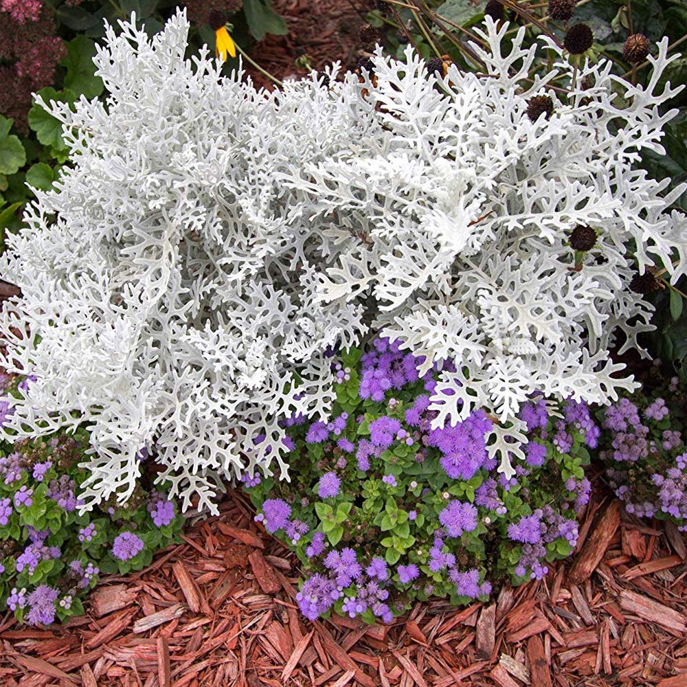 Outsidepride Dusty Miller seed pack showing large seed quantity