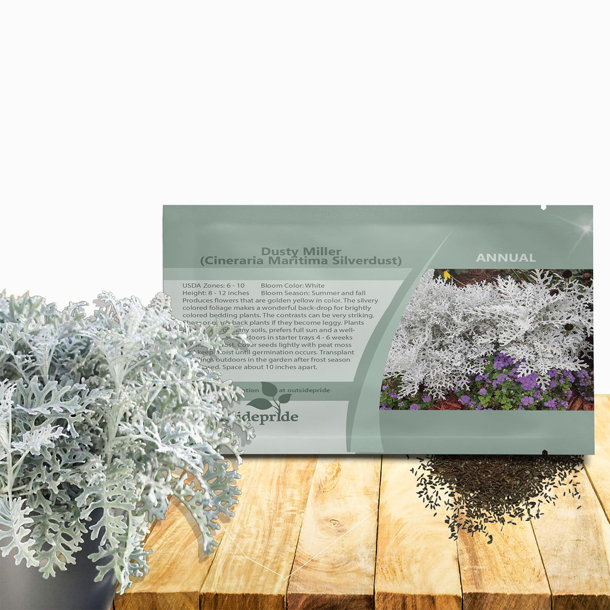 Outsidepride Dusty Miller with silvery foliage adding border contrast