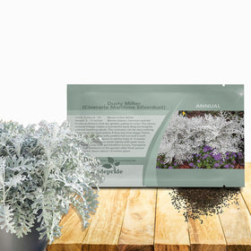 Outsidepride Dusty Miller with silvery foliage adding border contrast