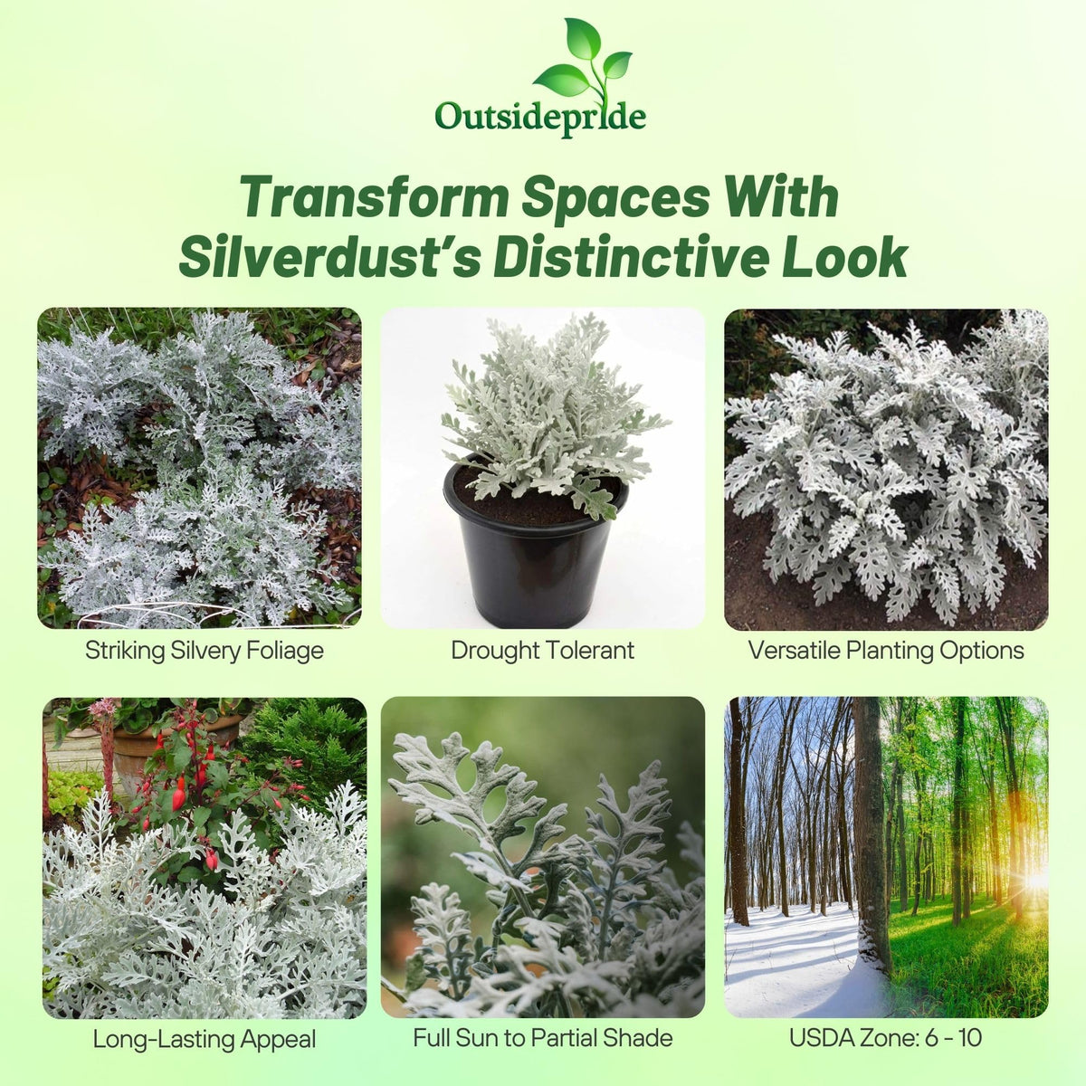 Outsidepride Dusty Miller yellow blooms brighten garden displays