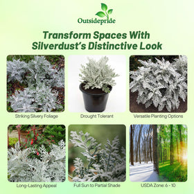 Outsidepride Dusty Miller yellow blooms brighten garden displays