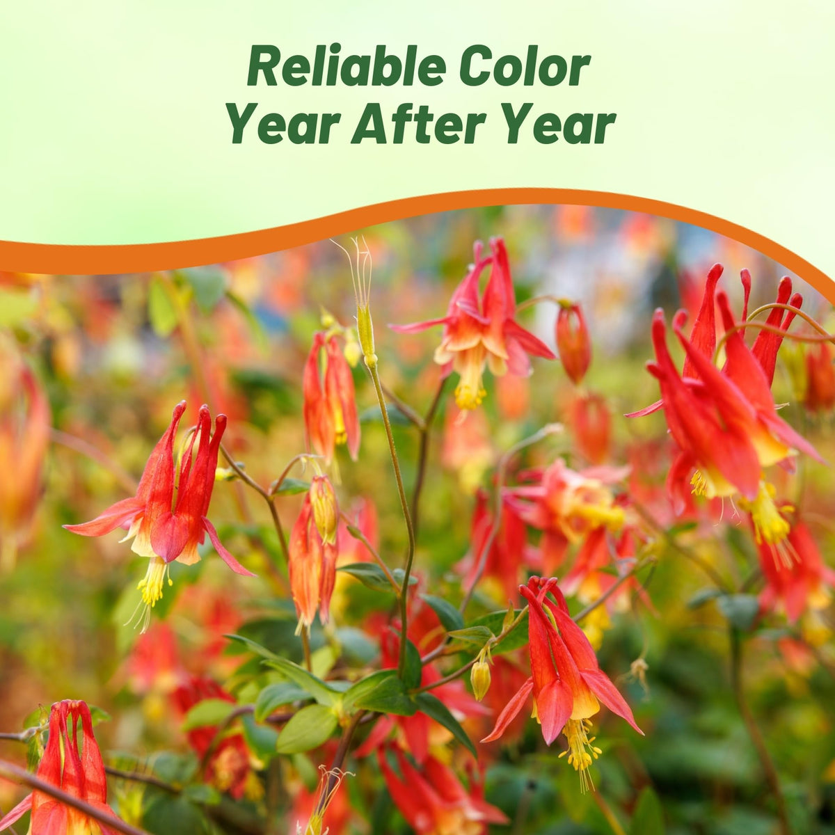 Outsidepride Eastern Red Columbine seeds for border design and vertical interest.