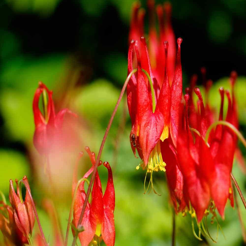 Outsidepride Eastern Red Columbine seeds ideal for container planting.