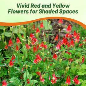 Outsidepride Eastern Red Columbine seeds for ground cover after bloom.