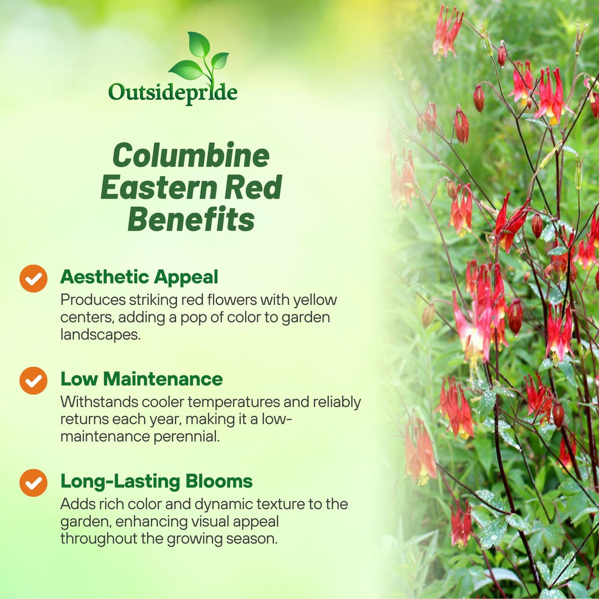 Outsidepride Eastern Red Columbine seeds, pollinator-friendly color for spring gardens.