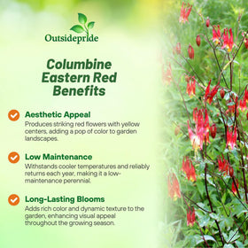 Outsidepride Eastern Red Columbine seeds, pollinator-friendly color for spring gardens.