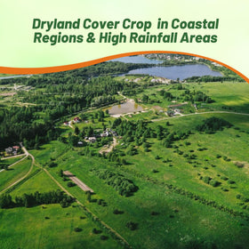 Deep-rooted fine fescue aids erosion control on slopes and dry soils.
