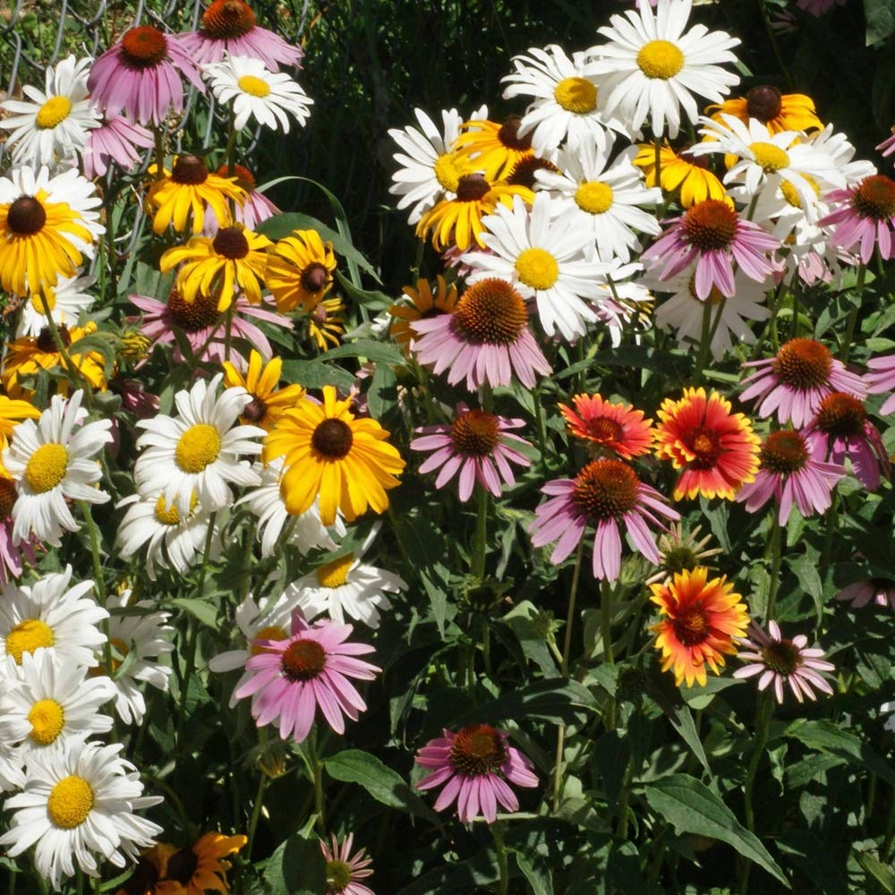 Fall or spring sowing with Outsidepride seed mix for flexible planting.