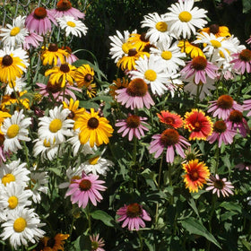 Fall or spring sowing with Outsidepride seed mix for flexible planting.