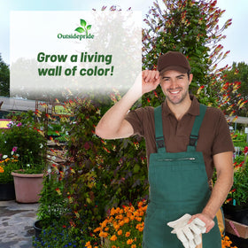 Deer-proof Outsidepride Firecracker Vine reduces garden damage and maintenance