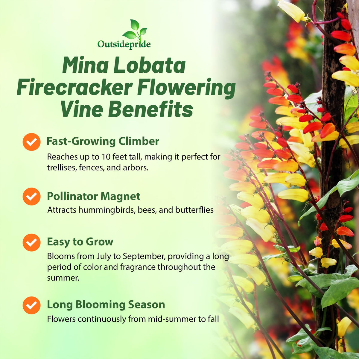 Outsidepride Firecracker Vine climbing tall to transform fences and pergolas