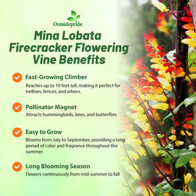 Outsidepride Firecracker Vine climbing tall to transform fences and pergolas