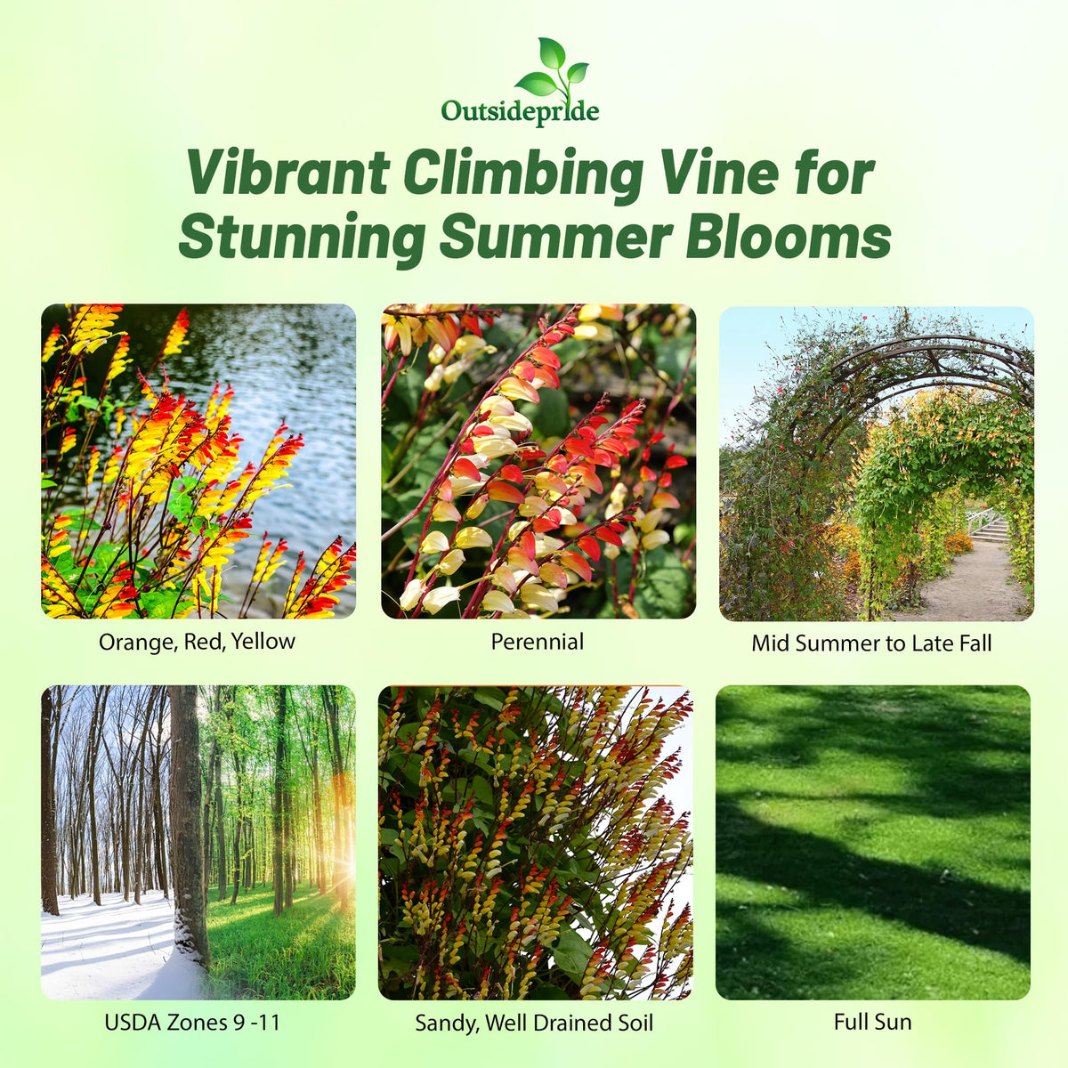 Outsidepride Firecracker Vine on a trellis boosts vertical garden appeal