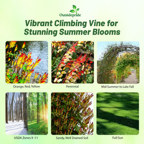 Outsidepride Firecracker Vine on a trellis boosts vertical garden appeal