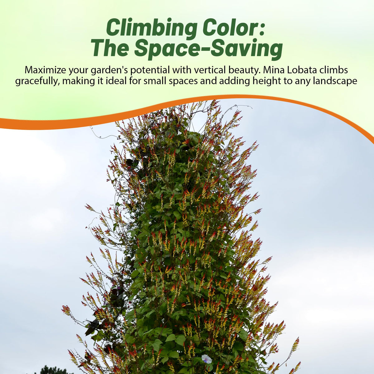 Seasonal color from Outsidepride Firecracker Vine adds year-long garden drama