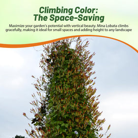 Seasonal color from Outsidepride Firecracker Vine adds year-long garden drama