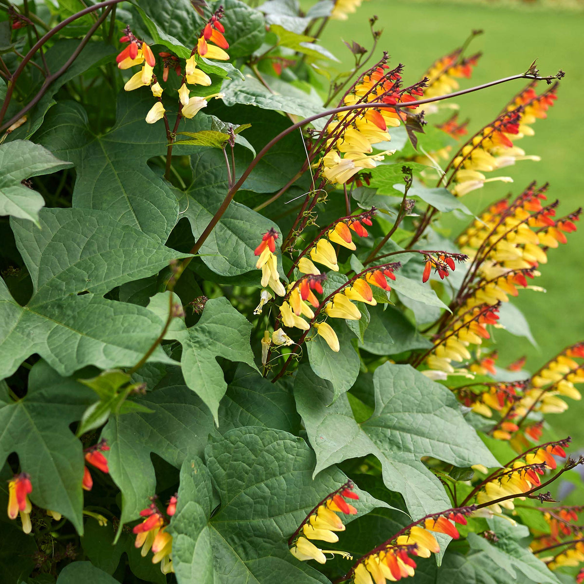 Seed packet of Outsidepride Firecracker Vine ready for easy planting