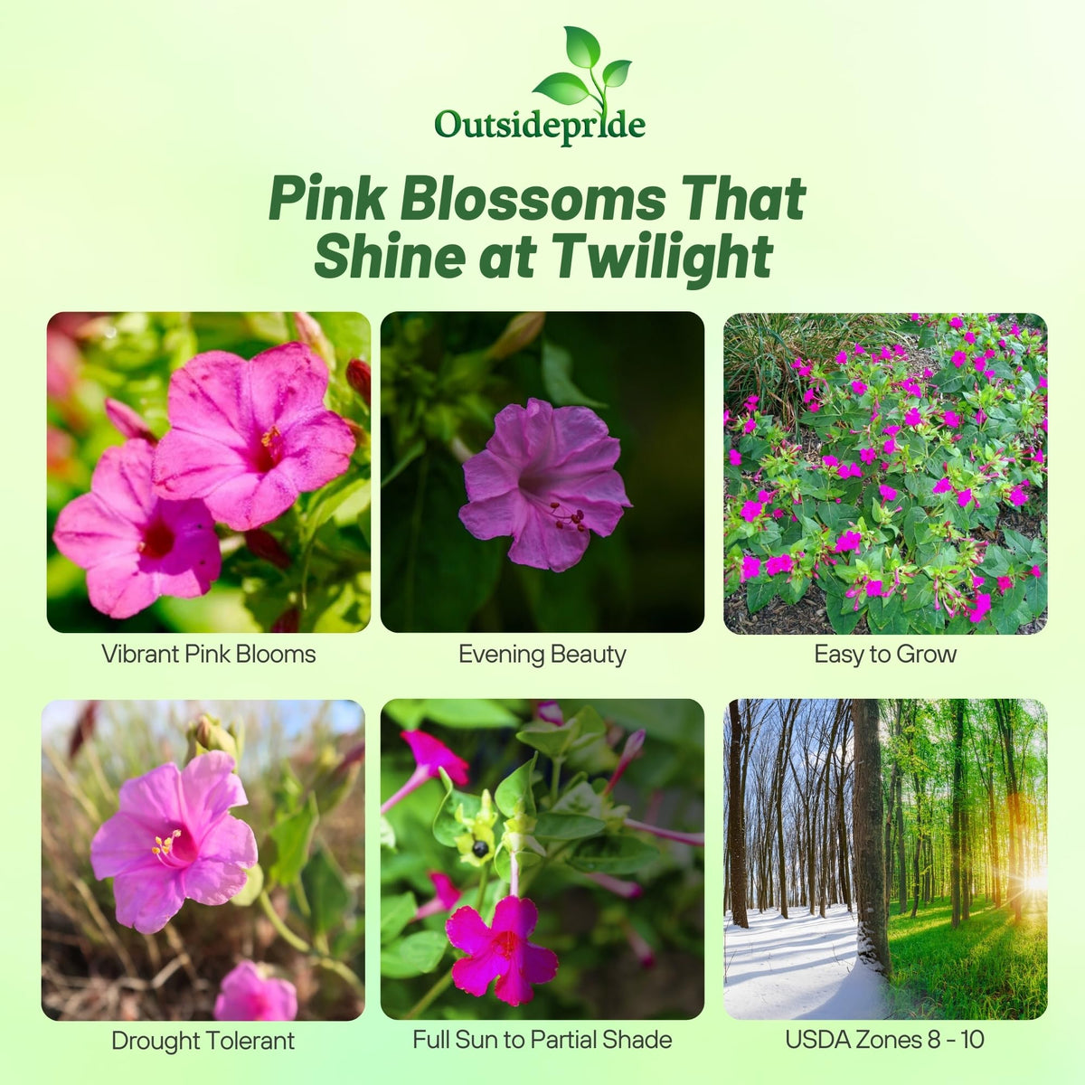 Outsidepride four o'clock plant forms a dense shrub for borders