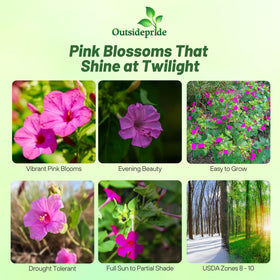 Outsidepride four o'clock plant forms a dense shrub for borders