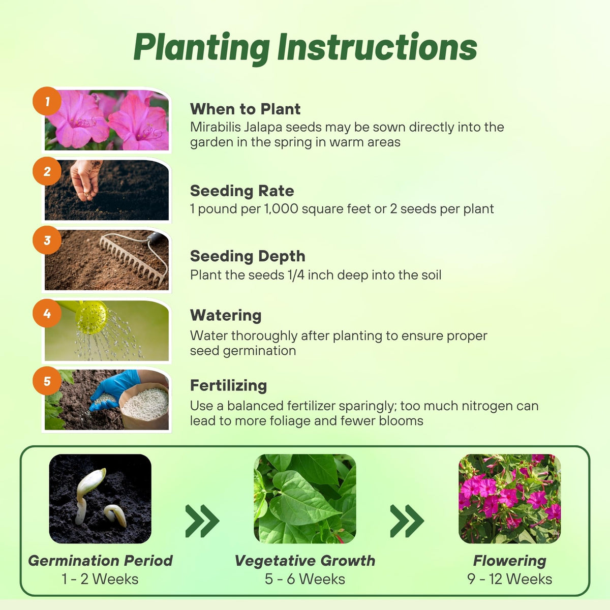 Outsidepride four o'clock blooms attract hummingbirds and butterflies for pollinator gardens