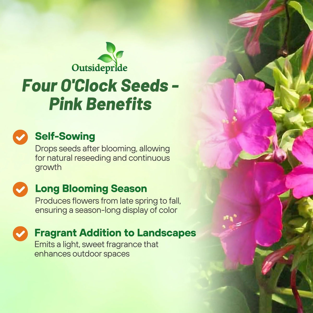 Outsidepride four o'clock thrives in sun to shade with versatile climate tolerance
