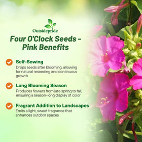 Outsidepride four o'clock thrives in sun to shade with versatile climate tolerance