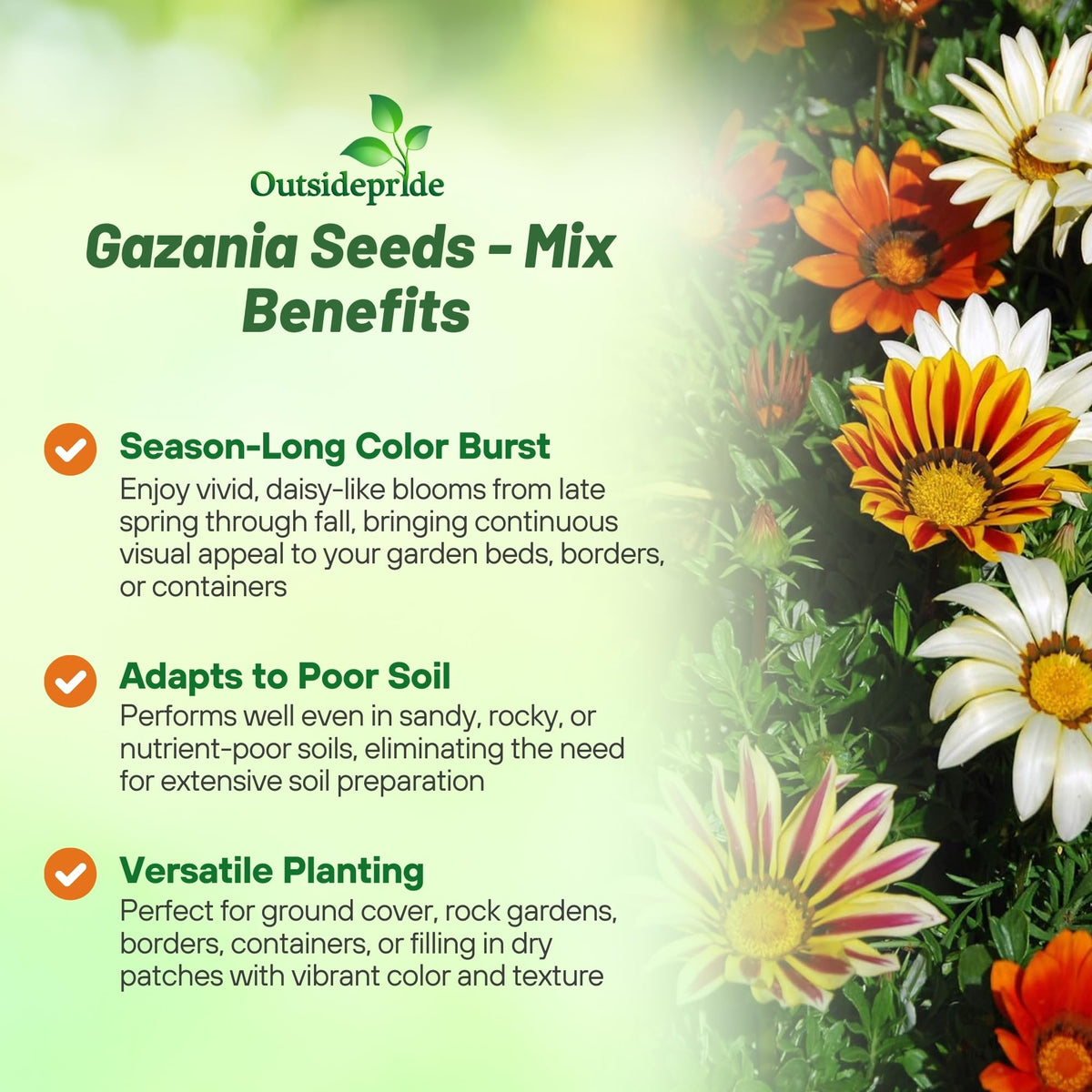 Outsidepride Gazania fall bloom adds color through cooler months in sunny beds.