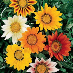 Outsidepride Gazania seeds germinate quickly for fast garden fill.