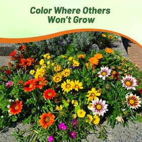 Outsidepride Gazania low-maintenance plants ideal for busy gardens.