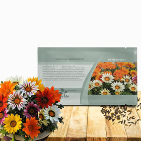 Outsidepride Gazania mixed seeds collection shows diverse colors for vibrant summer garden.