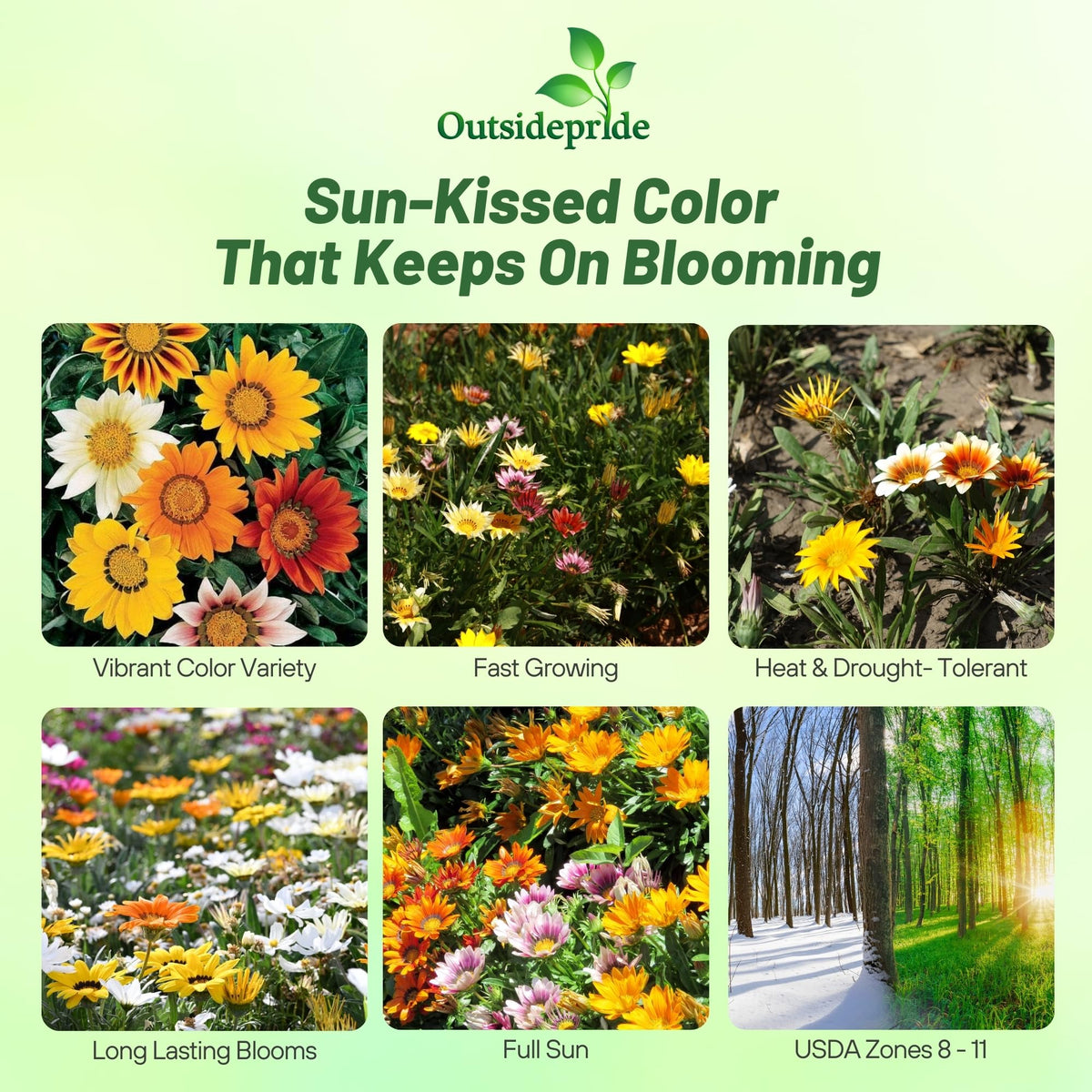 Outsidepride Gazania summer bloom highlights bright, long-lasting color in sunny borders.